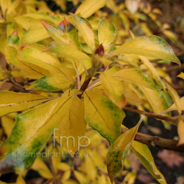 Big Photo of Enkianthus Deflexus Aut