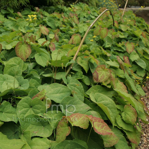 Big Photo of Epimedium Perral Chicum