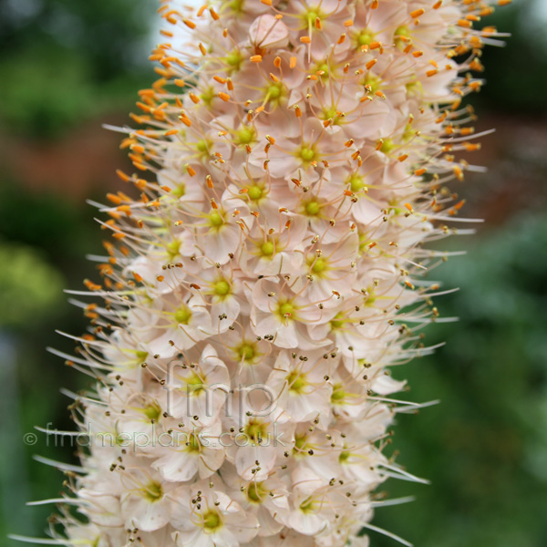 Big Photo of Eremurus Robustus Fl