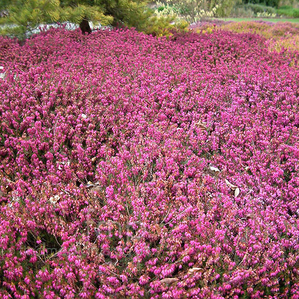 Big Photo of Erica Vivellii