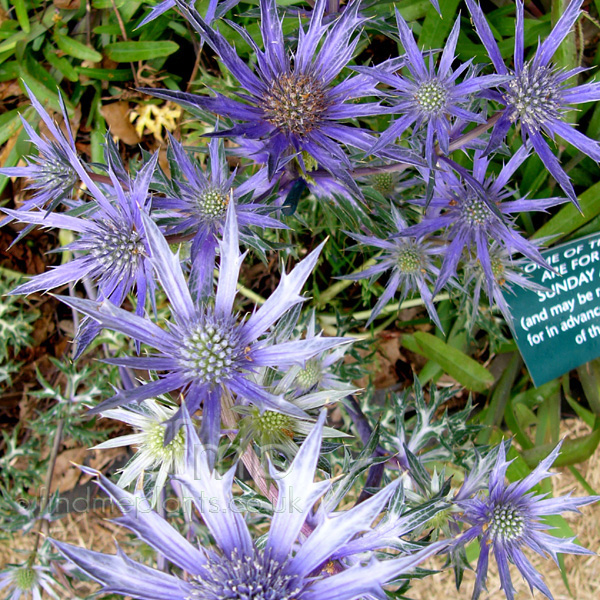 Big Photo of Eryngium Bougattiipicosblue