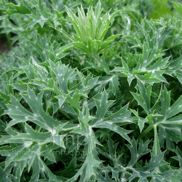 Big Photo of Eryngium Bourgarii Lf