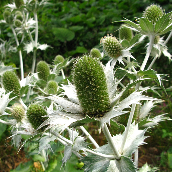 Big Photo of Eryngium Silverghost Fl