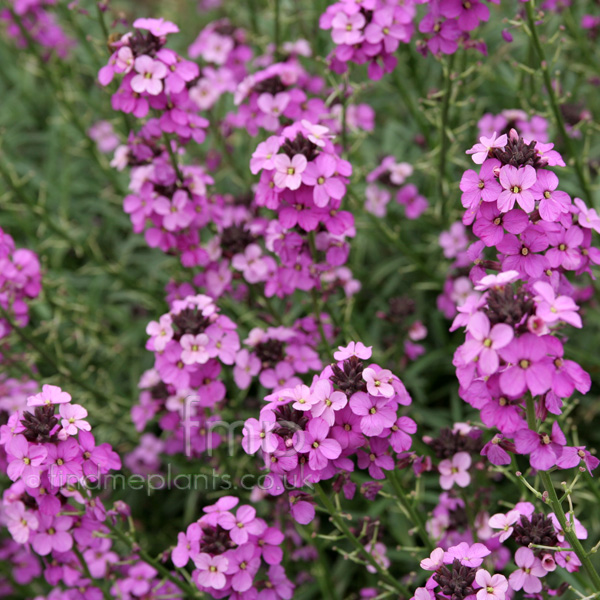 Big Photo of Erysimum Bowlesmauve Fl