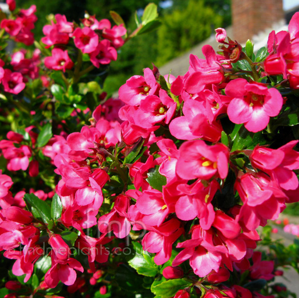 Big Photo of Escallonia Ctball Fl