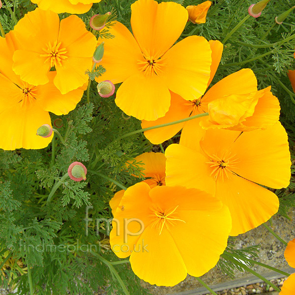 Big Photo of Eschscholzia Californica
