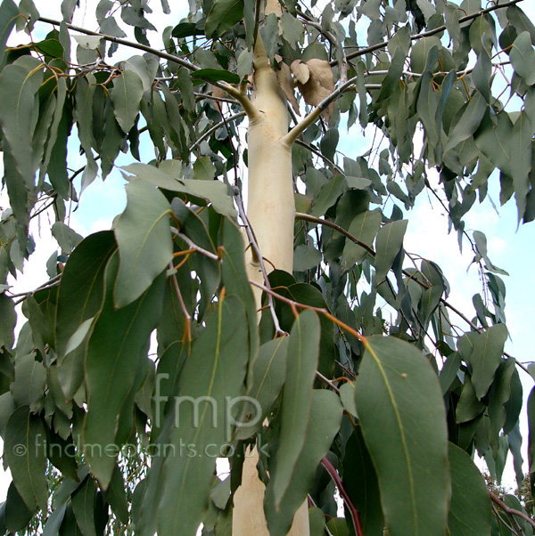 Big Photo of Eucalyptus Deleyantensis