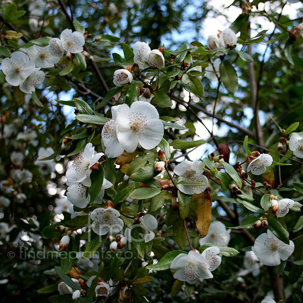 Big Photo of Eucryphia Rostrevor