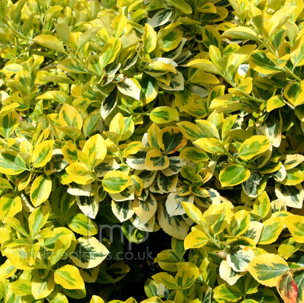Big Photo of Euonymus Fortunei Sunshine