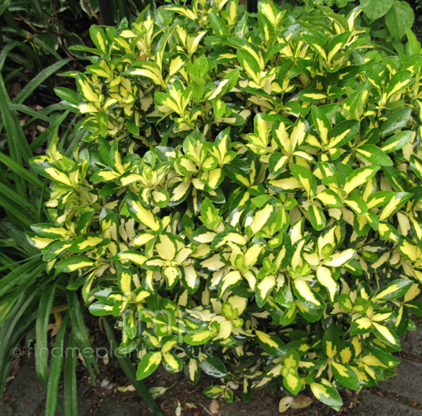 Big Photo of Euonymus Fortunei Sunspot