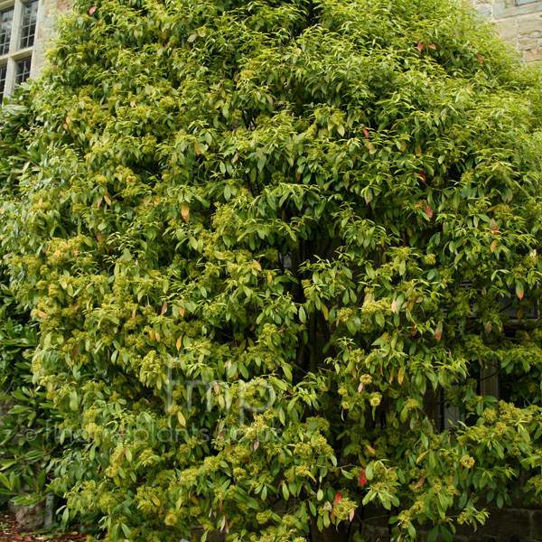 Big Photo of Euonymus Myrianthus