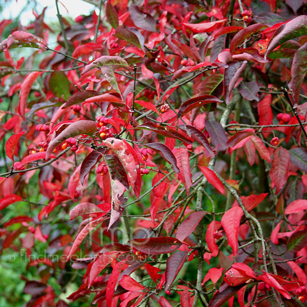 Big Photo of Euonymus Redcascade