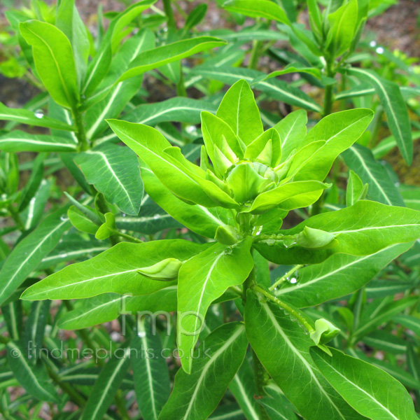 Big Photo of Euphorbia Cornigera