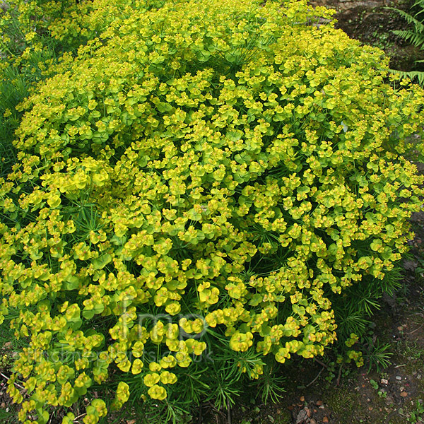 Big Photo of Euphorbia Cyparissias