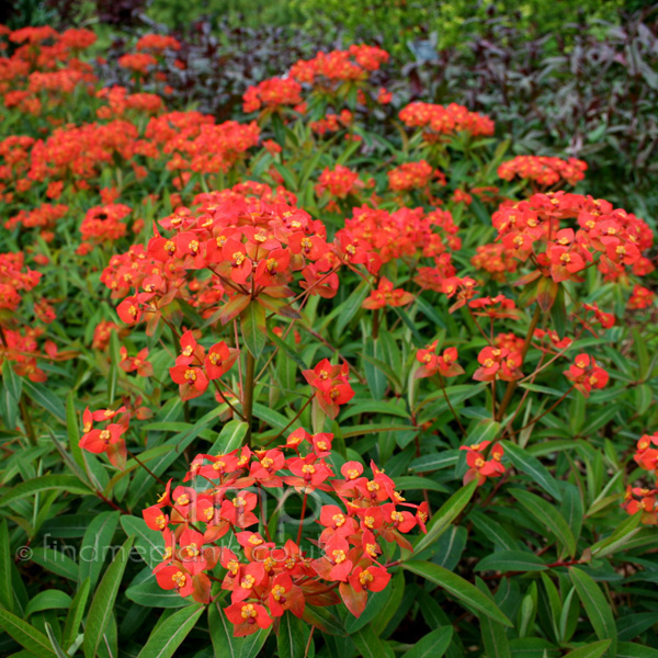 Big Photo of Euphorbia Griffithii Fireglow