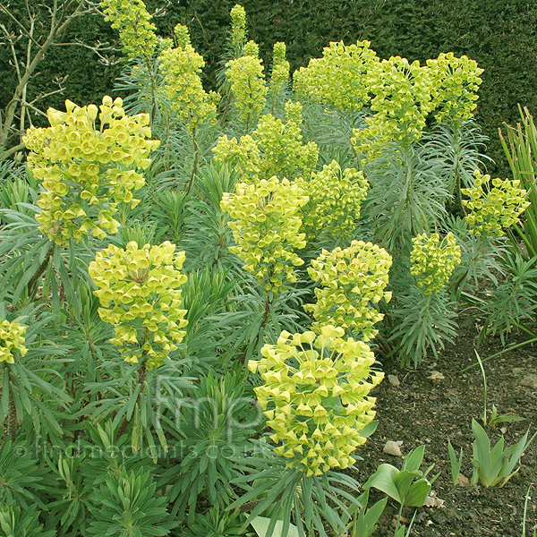 Big Photo of Euphorbia Lambrook Gold