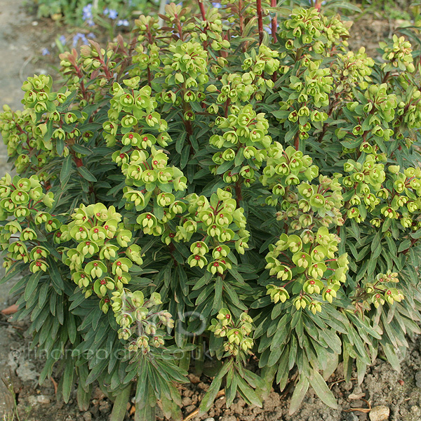 Big Photo of Euphorbia Martinii