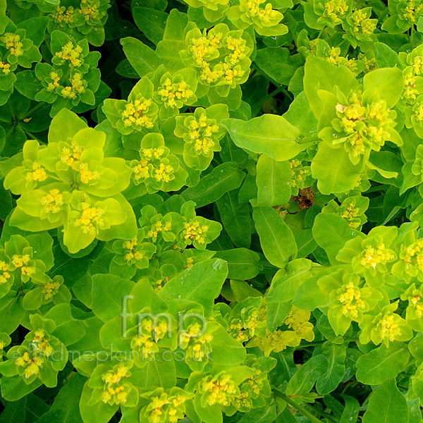 Big Photo of Euphorbia Pilosa Major