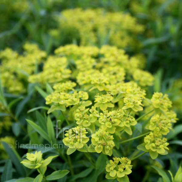 Big Photo of Euphorbia Sarawschanica Fl