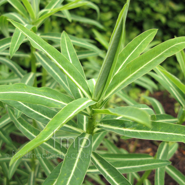 Big Photo of Euphorbia Schillingii