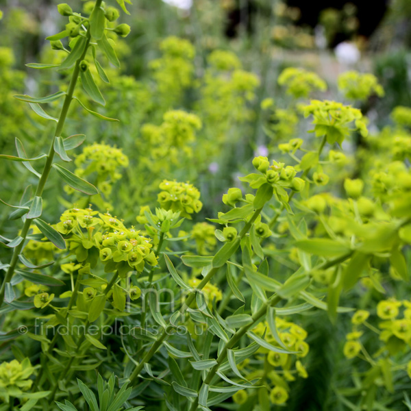 Big Photo of Euphorbia Seguieriana Fl