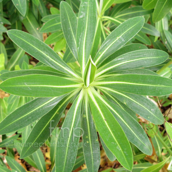 Big Photo of Euphorbia Stygiana Lf