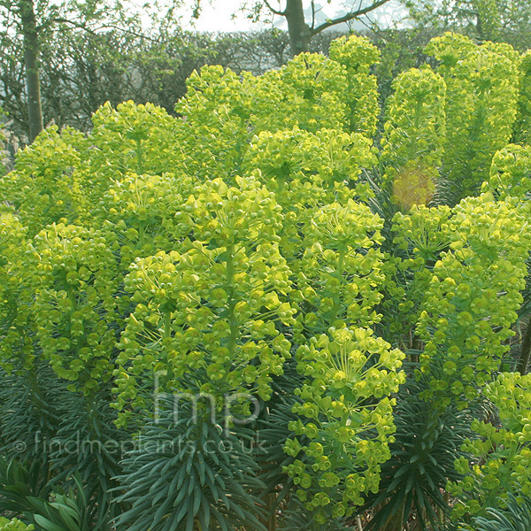 Big Photo of Euphorbia Wulfenii