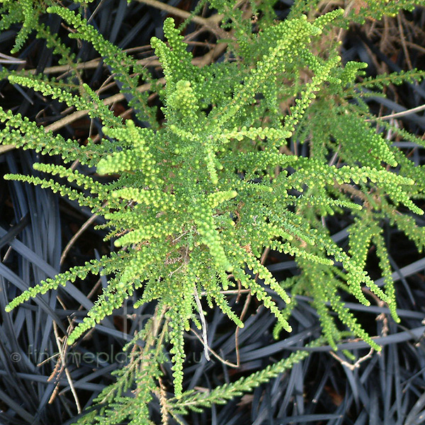 Big Photo of Fabiana Violacea