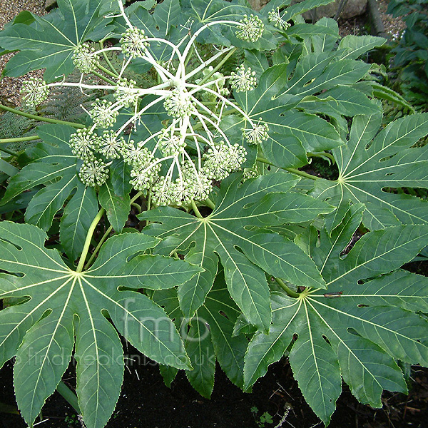 Big Photo of Fatsia