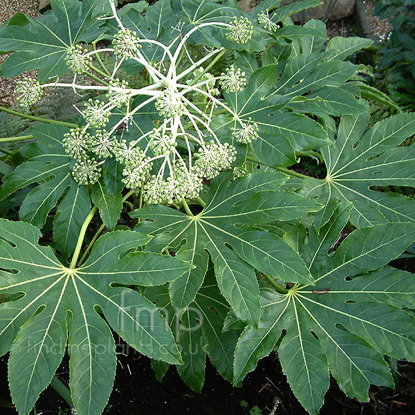 Big Photo of Fatsia Foliage