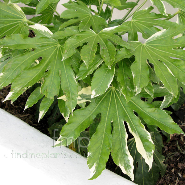 Big Photo of Fatsia Japonica Var Lf