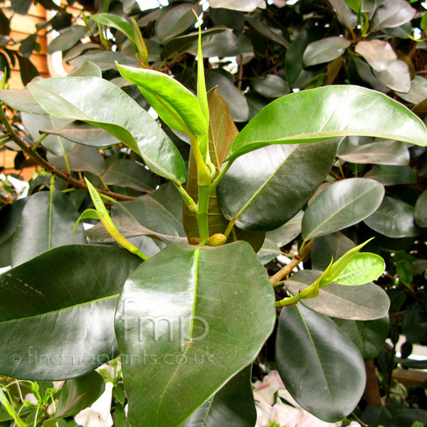 Big Photo of Ficus Rubiginosa