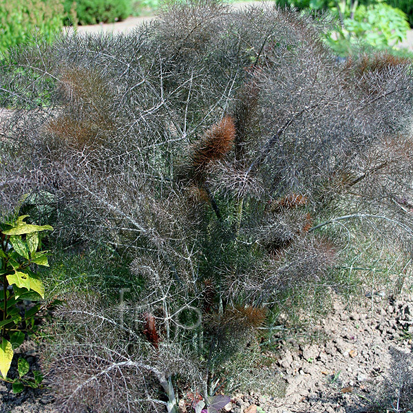 Big Photo of Foeniculum Purpureum