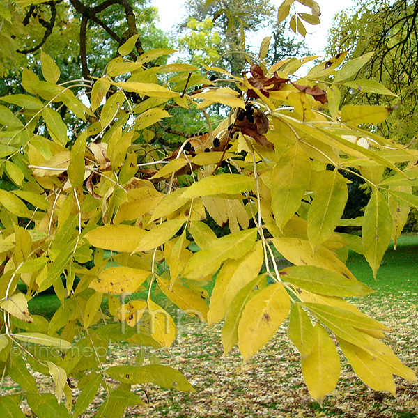 Big Photo of Fraxinus Ex