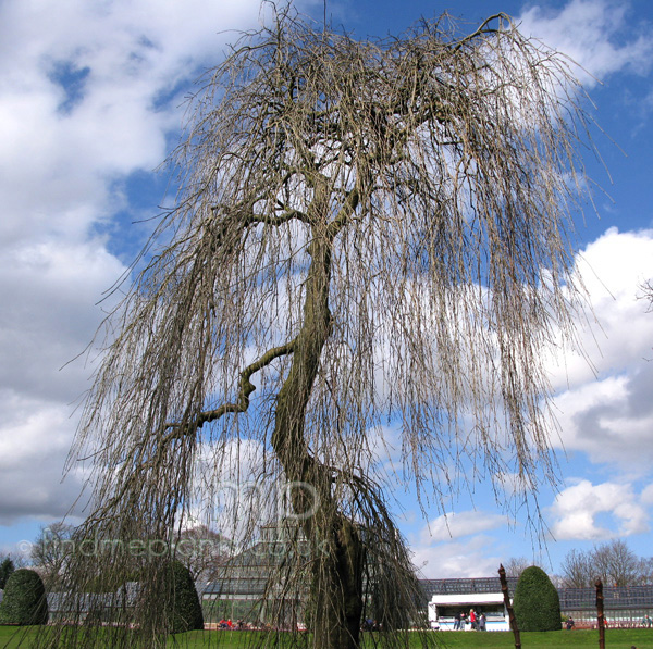 Big Photo of Fraxinus Pendula