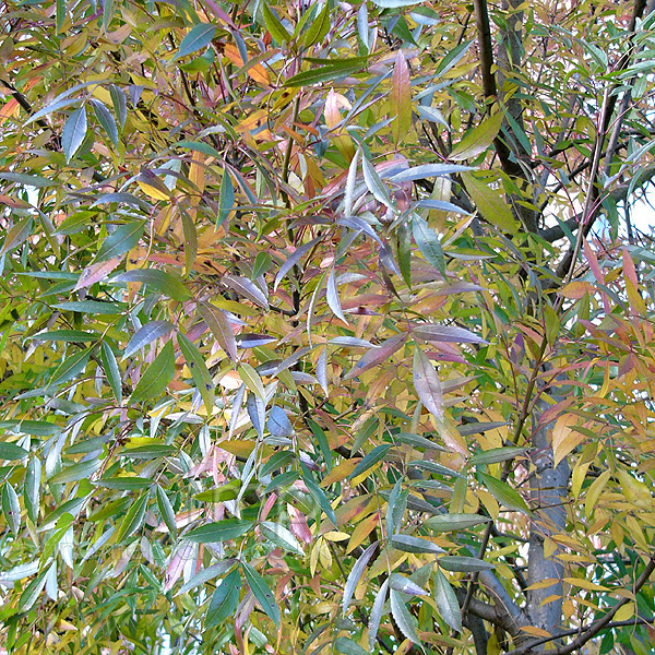 Big Photo of Fraxinus Raywood