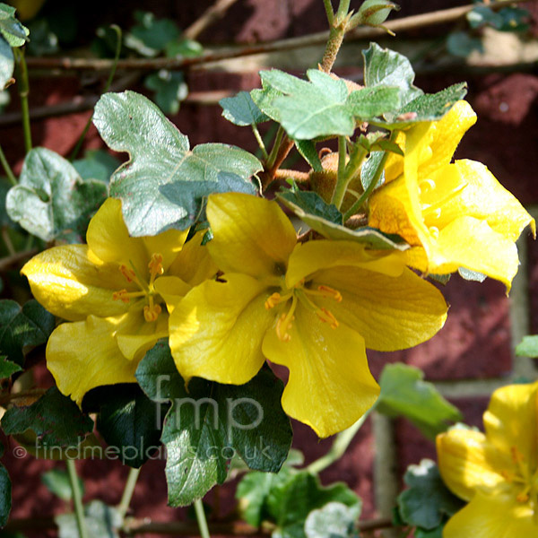 Big Photo of Fremontodendron Californiag