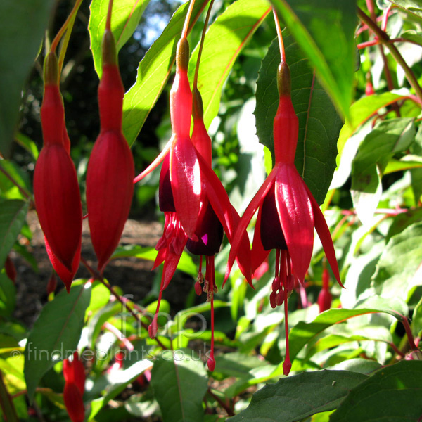 Big Photo of Fuchsia Abundance Fl