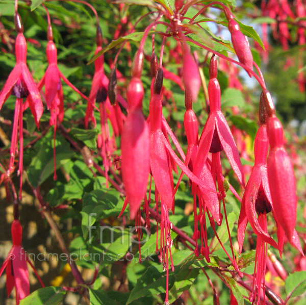 Big Photo of Fuchsia Magelanica Fl