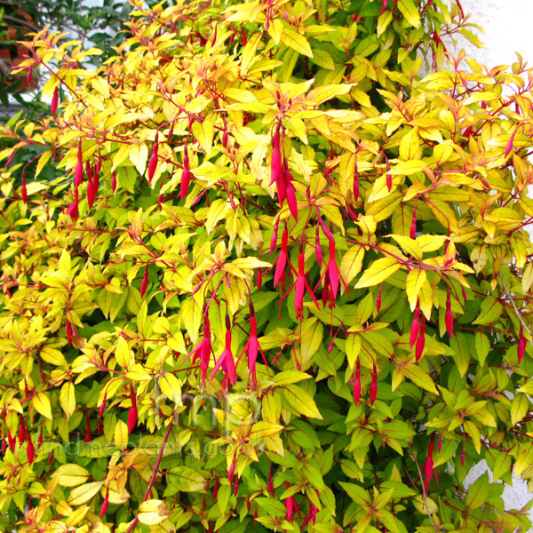 Big Photo of Fuchsia Magellanica Aurea