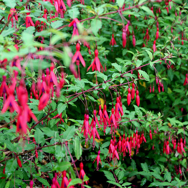 Big Photo of Fuchsia Thompsonii