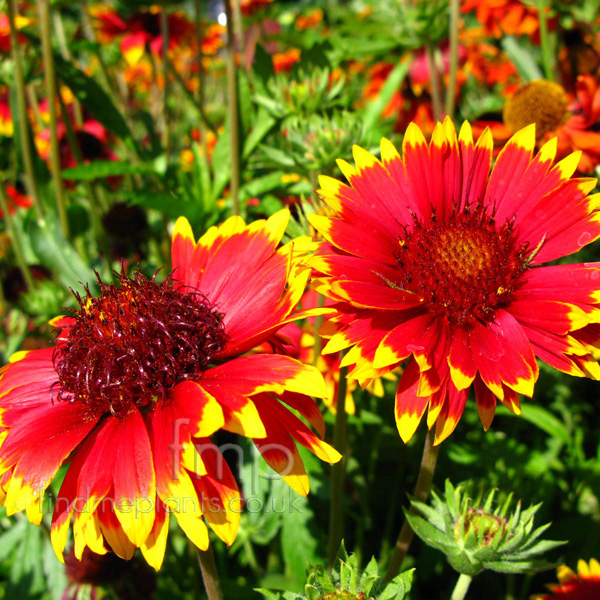 Big Photo of Gaillardia Solarflare Fl