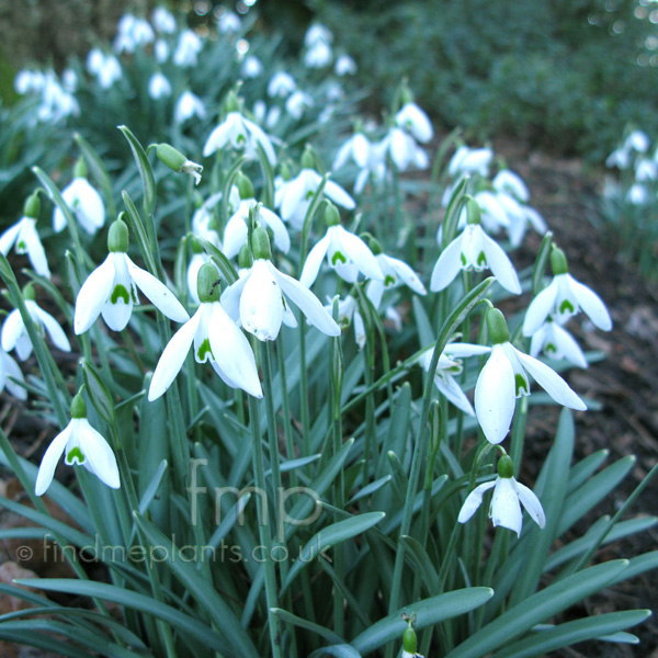 Big Photo of Galianthus Nivalis Close