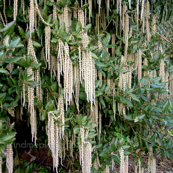 Big Photo of Garya Elliptica