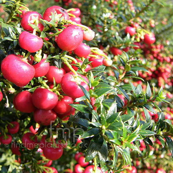 Big Photo of Gaultheria Crimsonia