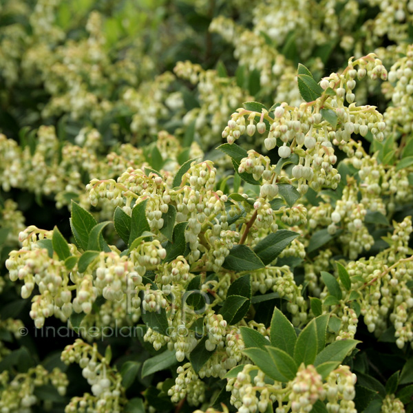Big Photo of Gaultheria Wisleyensis 2