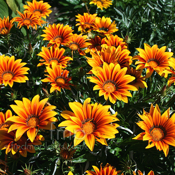 Big Photo of Gazania Tigerstripes