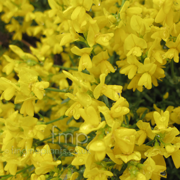 Big Photo of Genista Lydia Fl