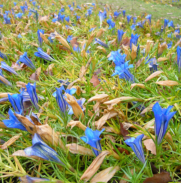 Big Photo of Gentiana Strathmore