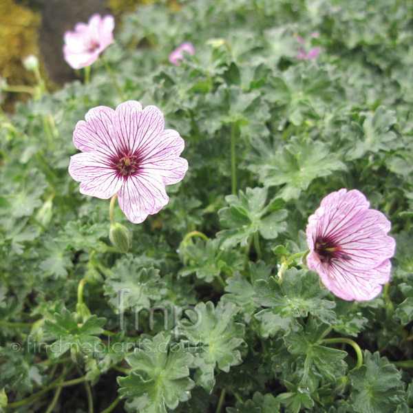 Big Photo of Geranium Ballerina